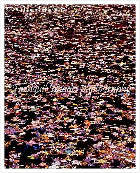 450260---Colorful leaves in a pond at Stoney Creek 